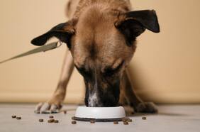 Perros y gatos: ¿Cuántas veces al día deben alimentarse?