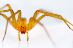 Araña de rincón: cómo reconocerla y qué hacer tras una mordedura
