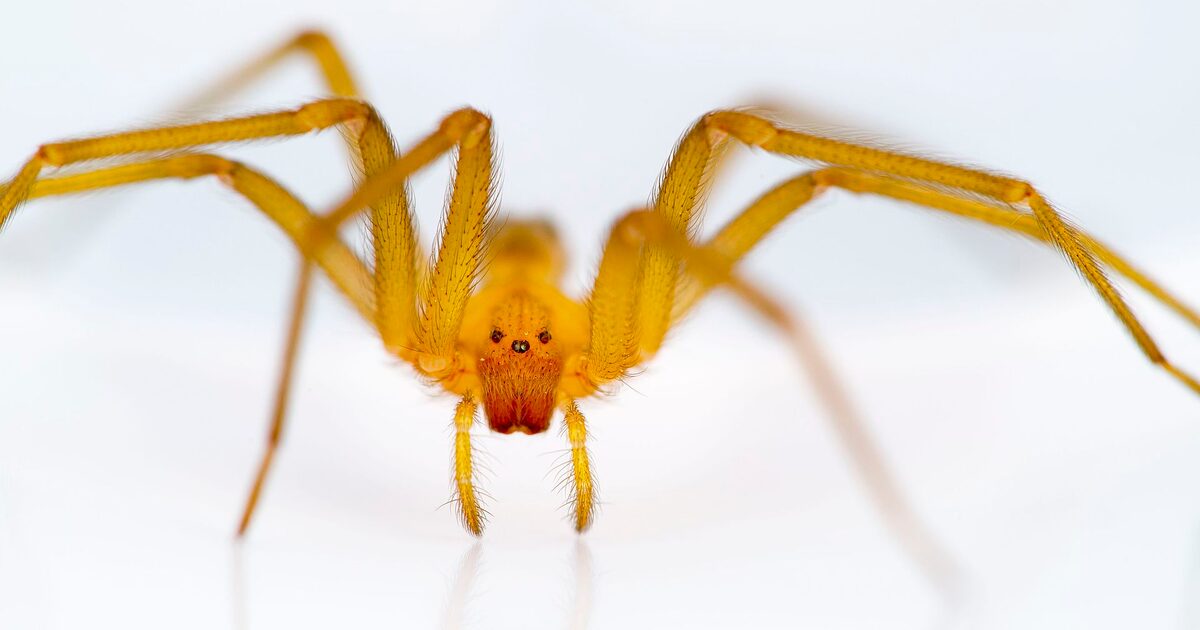 Cómo reconocer a una araña de rincón - La Tercera