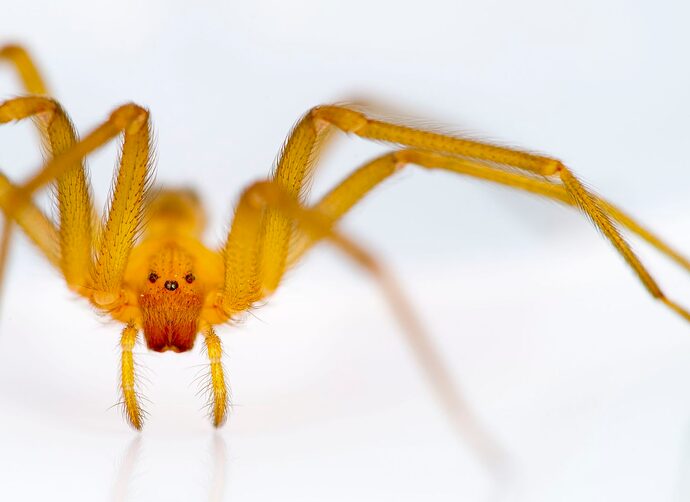 Cómo reconocer a una araña de rincón - La Tercera