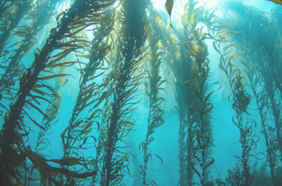 Columna de Opinión de Daniel González: “Autopista del Huiro, la ancestral conexión del ser humano con los bosques submarinos”