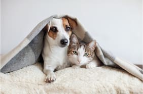 La mayoría de los trabajadores cree que debería existir un día libre por enfermedad o fallecimiento de su mascota