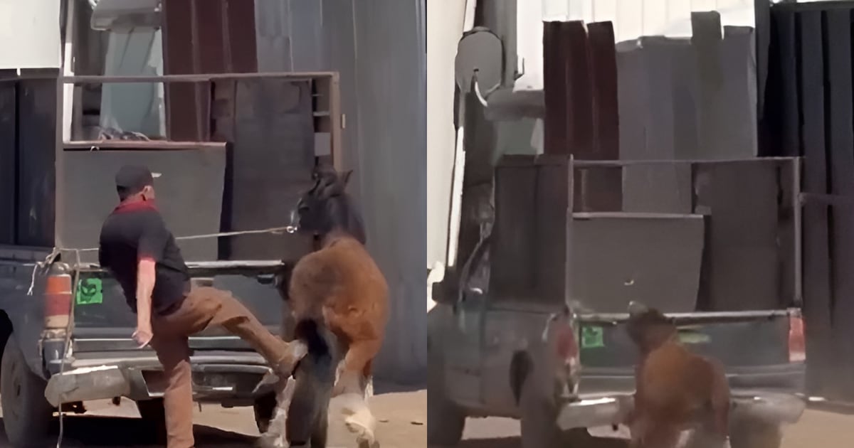 Rescatan a potrillo víctima de brutal maltrato en San Bernardo tras viralizarse videos en redes sociales