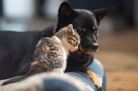 ¿Se pueden tener mascotas en condominios? Esto dice la Ley de Copropiedad Inmobiliaria