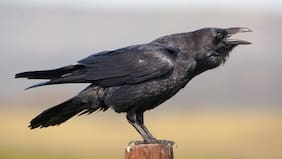 El estudio poco ético que demostró por qué los cuervos son rencorosos con quienes les hacen daño
