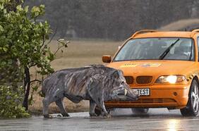 La reacción es clave: simulan atropello de un animal para advertir de los riesgos que implica