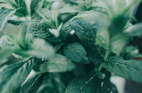 Cuál es la hierba que reduce la inflamación, combate el estrés y previene la acidez