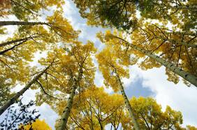Qué es Pando, el ser vivo de más de 40 hectáreas considerado uno de los más antiguos de la Tierra