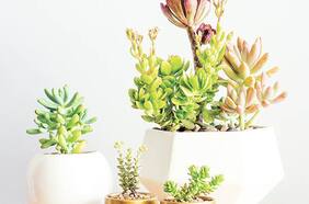 Suculentas para la ciudad