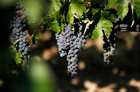 Exportaciones de vino embotellado siguen registrando caídas en julio