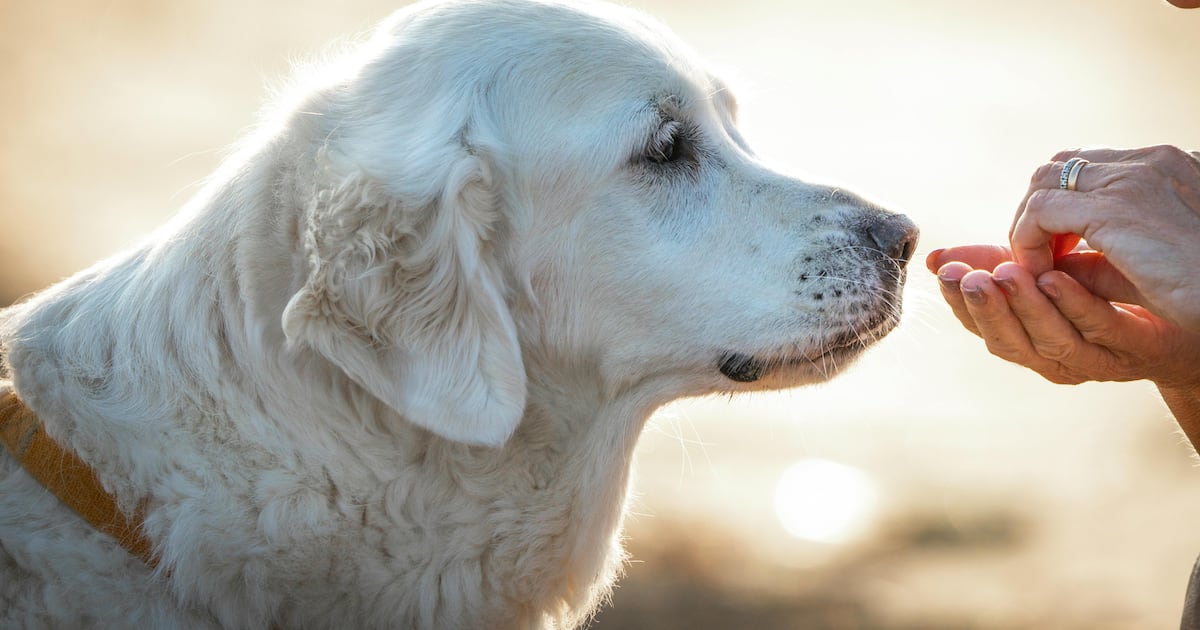 Consecuencias y controversias tras las recomendaciones oficiales para mascotas en Fiestas Patrias: ¿protección o restricción excesiva?