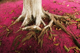 Patagonia, un trabajo en progreso: compromiso ambiental, productos regenerativos y comunidad