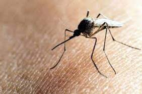 Detectan presencia del mosquito vector Aedes aegypti en la comuna de Los Andes