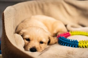 Alergia a las mascotas: ¿qué hacer cuando se intensifica en primavera?