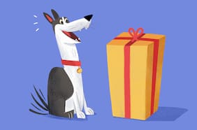 Los mejores regalos para perros (y sus dueños) según una veterinaria