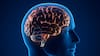 Por qué el cerebro humano no es uno, sino dos órganos, según una investigación liderada por Stanford