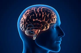 Por qué el cerebro humano no es uno, sino dos órganos, según una investigación liderada por Stanford