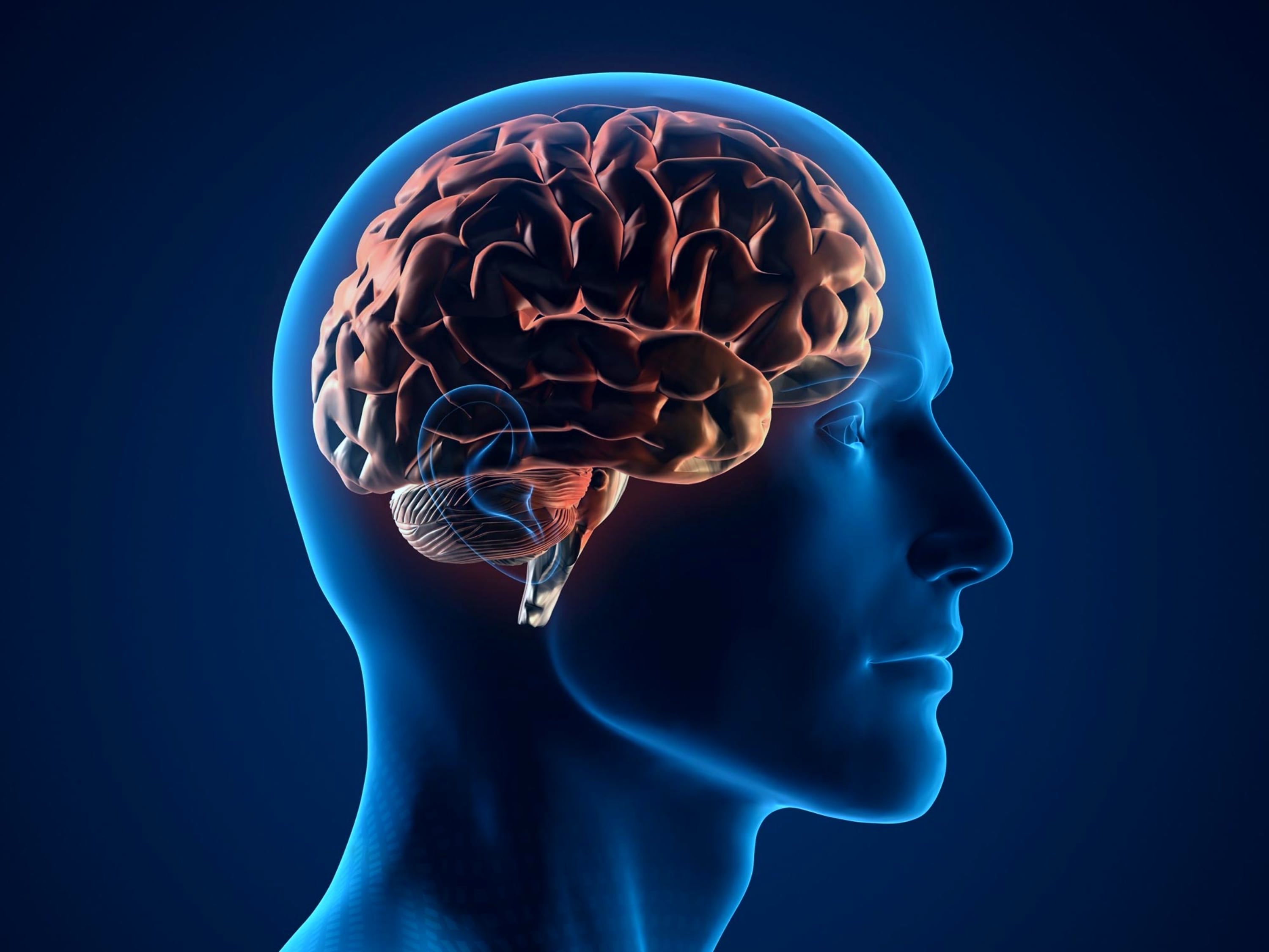 Por qué el cerebro humano no es uno, sino dos órganos, según una investigación liderada por Stanford