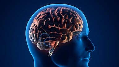 Por qué el cerebro humano no es uno, sino dos órganos, según una investigación liderada por Stanford