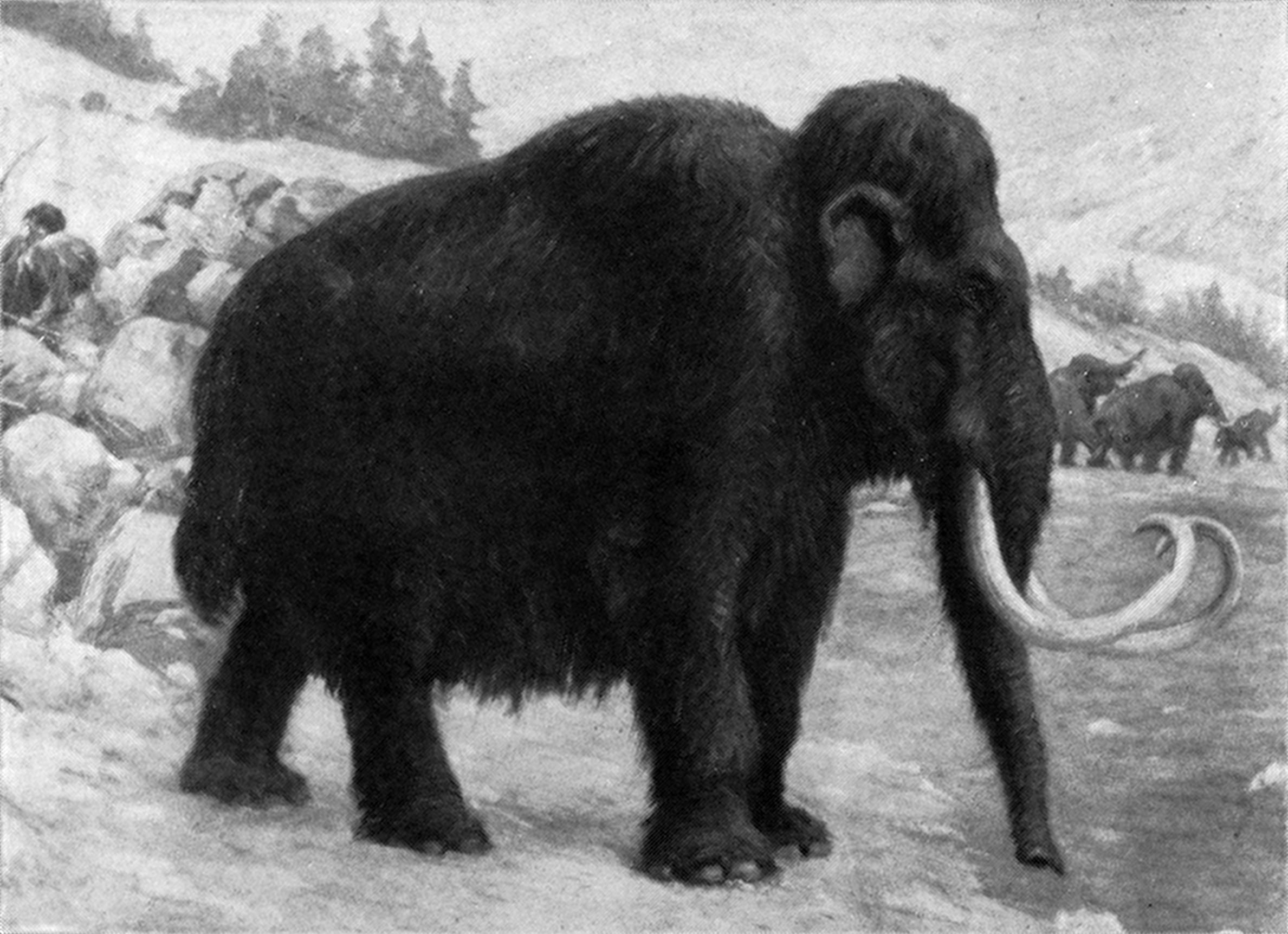 Reconstrucción de un mamut lanudo de Charles R. Knight.