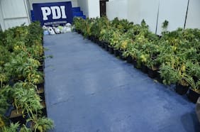 PDI desbarata organización criminal dedicada al narcotráfico: director de la policía dice que se trata de la “mafia china”