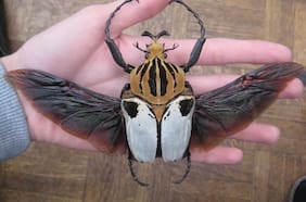 ¿Cuál es el insecto más grande del mundo y por qué está en peligro de extinción?