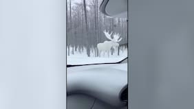 ¡Es real! Hombre logró registrar encuentro con un alce leucista