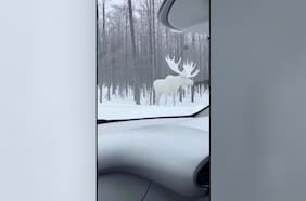 ¡Es real! Hombre logró registrar encuentro con un alce leucista