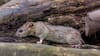 “Puede que agentes malintencionados de Chile hayan difundido rumores”: acusa portavoz argentino por el hantavirus