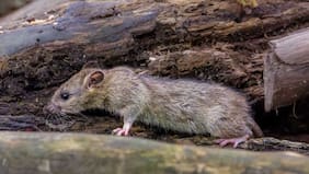 “Puede que agentes malintencionados de Chile hayan difundido rumores”: acusa portavoz argentino por el hantavirus