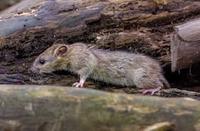 “Puede que agentes malintencionados de Chile hayan difundido rumores”: acusa portavoz argentino por el hantavirus
