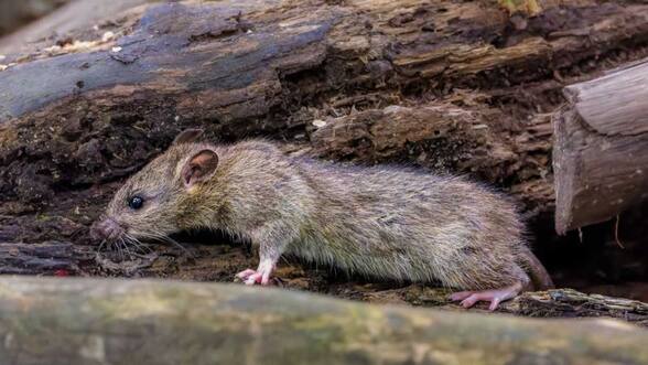 “Puede que agentes malintencionados de Chile hayan difundido rumores”: acusa portavoz argentino por el hantavirus