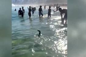 ¿Cómo llegó un pingüino de Magallanes a Río de Janeiro?