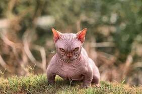 ¿Crueldad animal? Polémica por gatos mutantes llamados “bully”, creados genéticamente para parecer perros