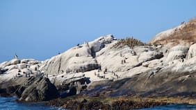 Protección al Pingüino de Humboldt