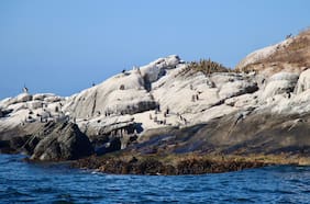 Protección al Pingüino de Humboldt