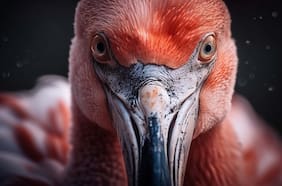 Es una de las aves más amenazadas del país: este es el ambicioso proyecto que busca salvarlas