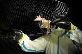 Nueva evidencia sugiere que el coronavirus saltó de los animales a los humanos varias veces