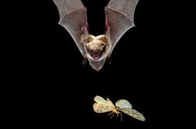 Revuelo en Panguipulli por hallazgo de murciélago con rabia: ¿qué tan usual y peligroso es?