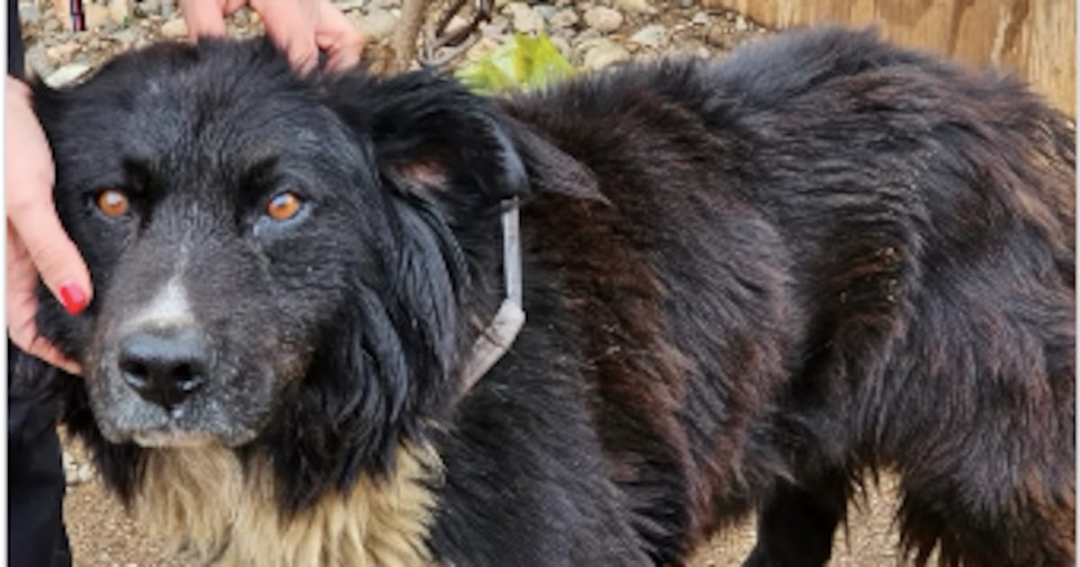 Tras denuncia de maltrato animal en Quintero: rescatan a un perro que se encontraba encadenado y con desnutrición