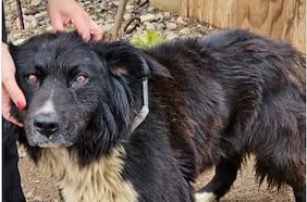 Tras denuncia de maltrato animal en Quintero: rescatan a un perro que se encontraba encadenado y con desnutrición