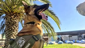 Canes detectores de droga de Carabineros también están de aniversario y celebran aumento en decomisos durante 2025