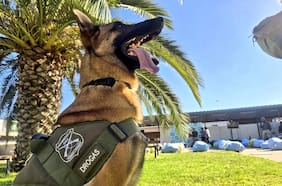 Canes detectores de droga de Carabineros también están de aniversario y celebran aumento en decomisos durante 2025