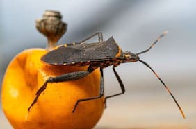 Enfermedad de chagas: cuáles son los síntomas y cómo prevenirla