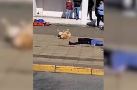 Premio al mejor actor: perrito se robó la película durante un simulacro en Puerto Montt