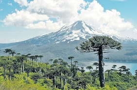 Columna Ricardo Rozzi: ¡Preparémonos a celebrar el primer día nacional de las áreas protegidas!