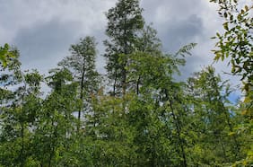 Bosque nativo en Chile: el potencial de una industria clave para el desarrollo productivo sostenible