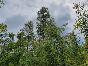 Bosque nativo en Chile: el potencial de una industria clave para el desarrollo productivo sostenible