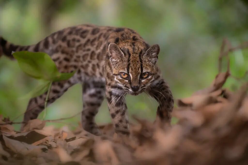 Qué se sabe del inédito descubrimiento de una nueva especie de gato en Bolivia. Foto: Fernando Faciole/National Geographic/Reuters