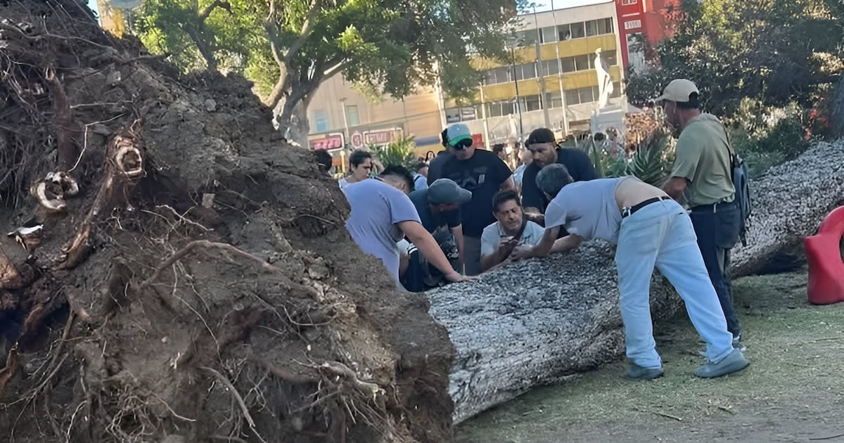 Tragedia en Valparaíso: Árbol asesino siega vidas en Parque Italia